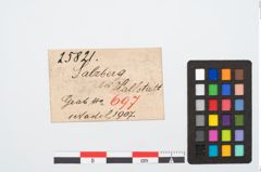 Etikett zu Bronzemehrkopfnadel (NHMW-PRAE-025821)